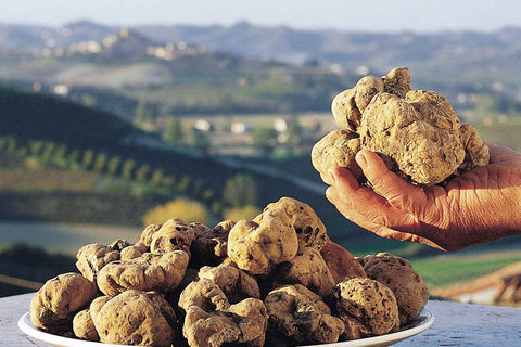 From Forest to Plate: How Truffles Are Actually Found in Italy