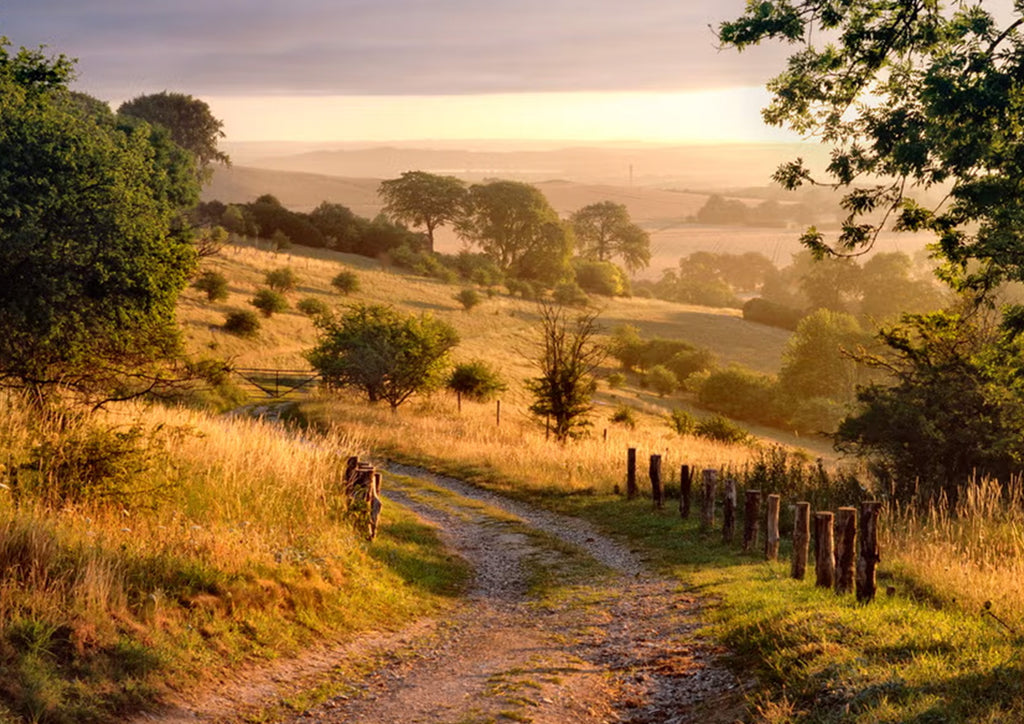 Finding truffles in the UK